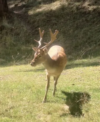 Damhirsch
