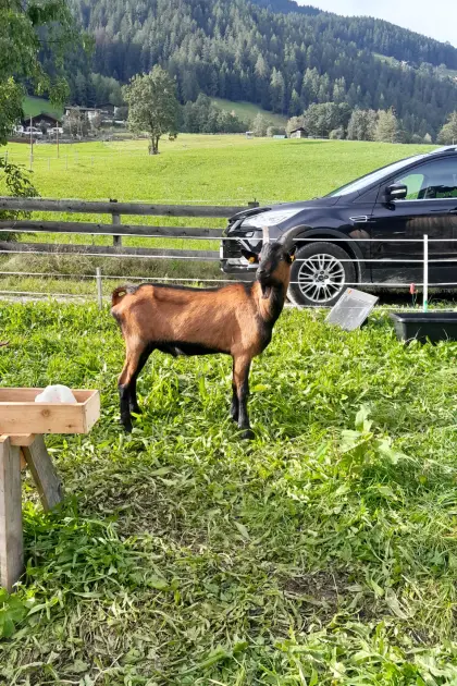 Gemsfarbiger Gebirgsziegenbock