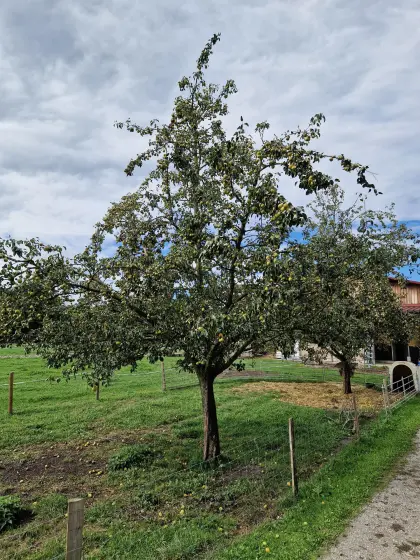 Mostbirnen (2 Bäume)
