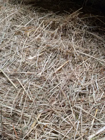 375 Heuballen zu verkaufen