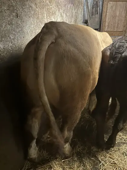FV-Stier