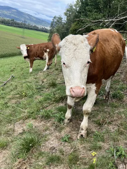 Verkaufe Kalbinnen