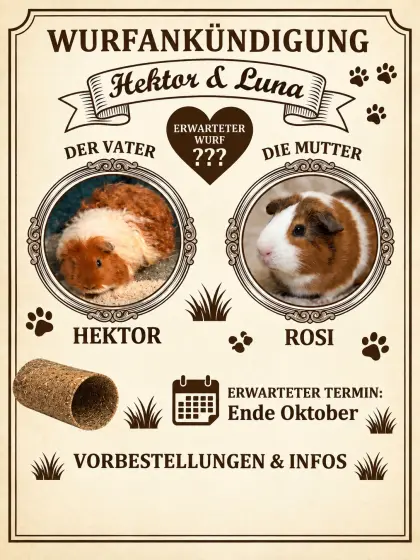Meerschweinchen