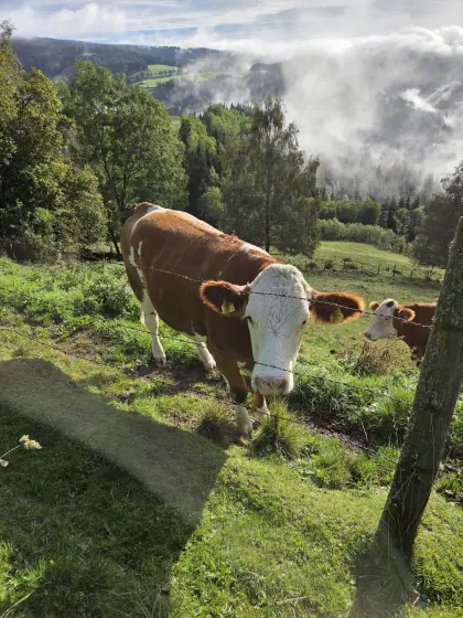 Fleckviehkalbin, trächtig