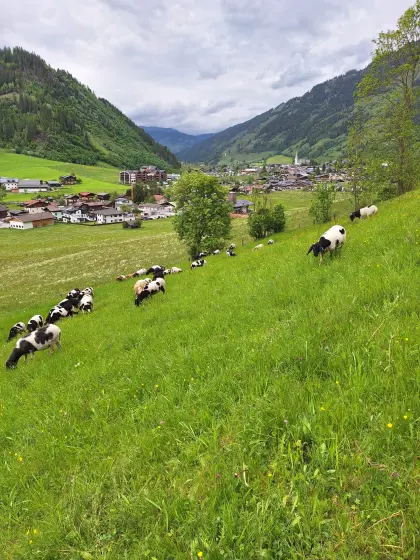 Tscheggenschafe zu vergeben, kein HB