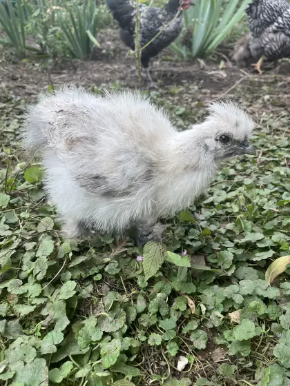 Seidenhuhn, Hahn, Huhn, Henne, Hühner, Küken
