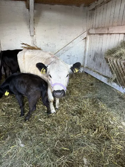 Mini Galloway