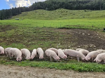 Mastschweine