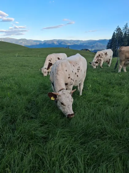 Pustertaler Sprinzen Kalbin