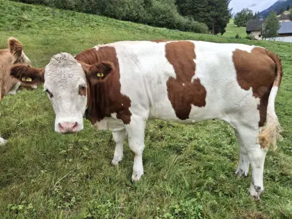 Bio Fleckvieh-Kalbinnen