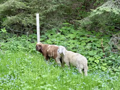 Junge Bergschaf-Widder