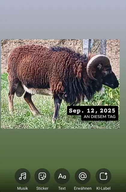 Soay-Schafe