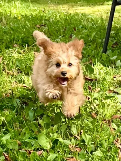 Cavapoo