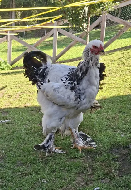 Brahma