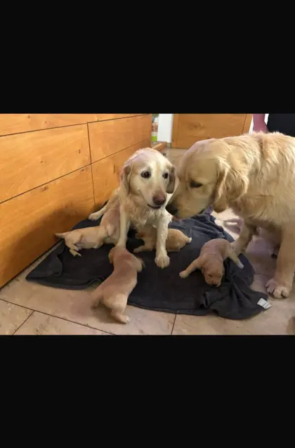Labrador-Golden-Retriever-Welpen