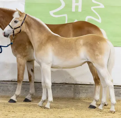 Liberty, Haflinger Stute