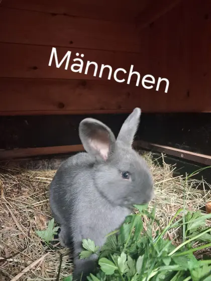 Blaue Wiener Kaninchen