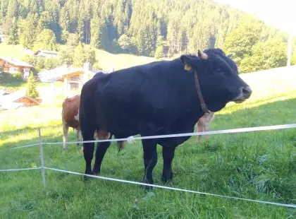 Bio-Stier