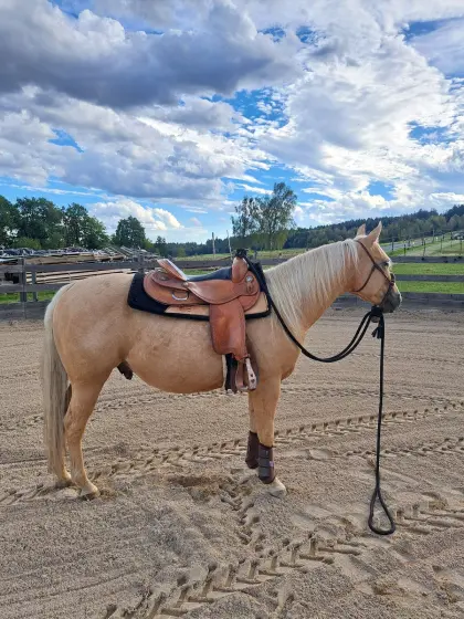 QH-Wallach mit Traumcharakter