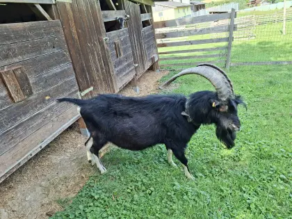 Pinzgauer Strahlenziege-Bock