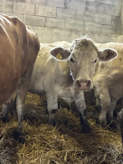 Charolais-Kuh mit Kalb