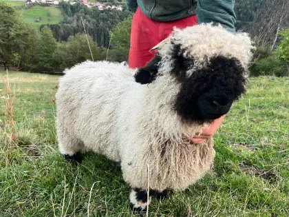 Walliser Schwarznasen-Widder Bio