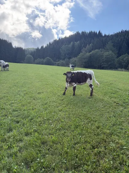 Bio Pustertaler Sprinzen Kalbin zu verkaufen