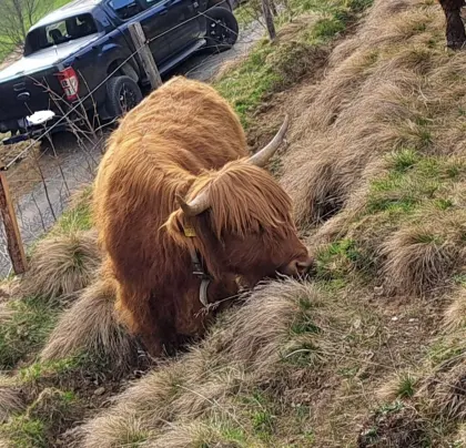 Mini Highland, Mini Hochlandrind Kuh