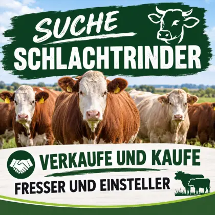 Suche Schlachtrinder