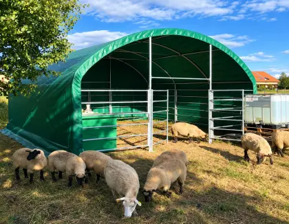 Mobiles Weidezelt, Agro-Zelt 6 × 6 m, für Rinder, Kälber u.