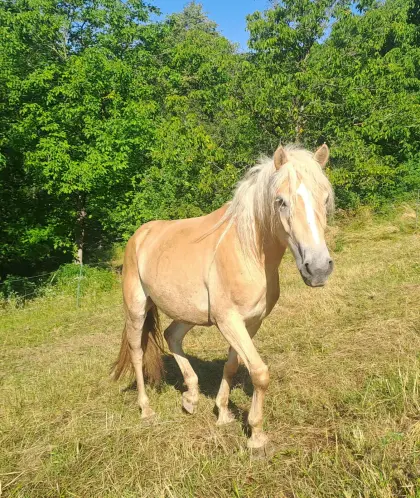 Haflinger-Stute, roh
