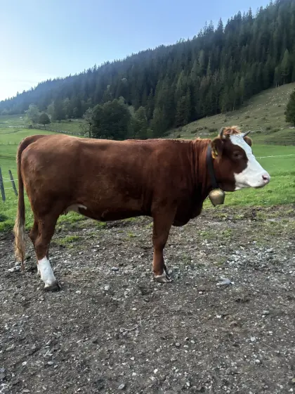 Fleckvieh x Limousin Kalbin trächtig