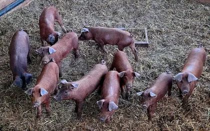 Reinrassige Duroc-Ferkel