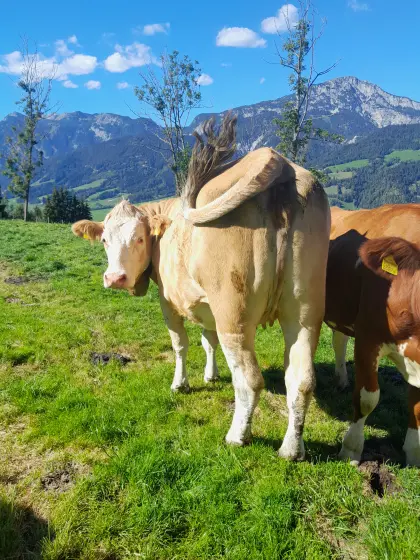 Trächtige Fleckvieh-Zuchtkalbinnen