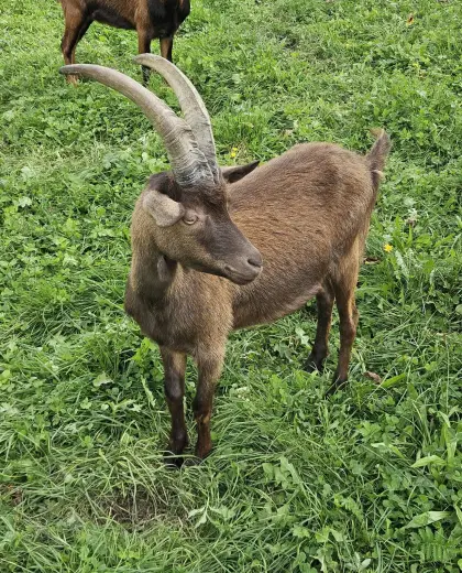 Aosta Goassl