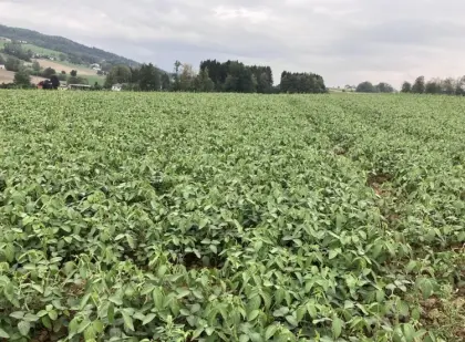 Sojabohne, GPS, ab Feld