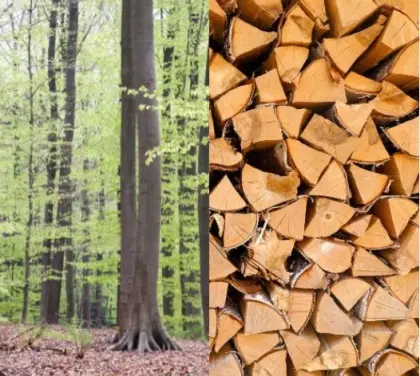 Buchen-Brennholz