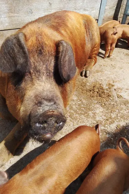 Bio-Duroc-Ferkel