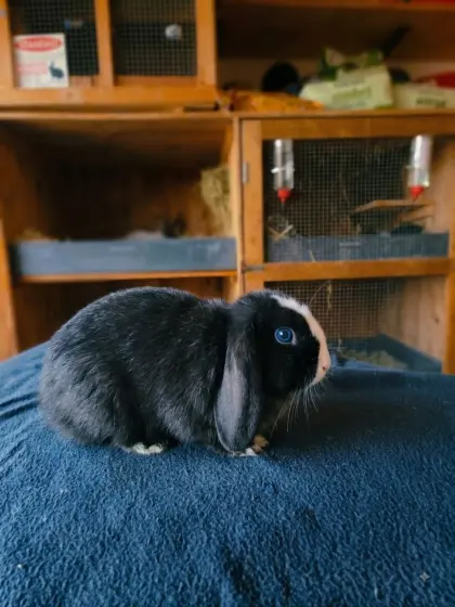 Minilop Zwergwidder Kaninchen