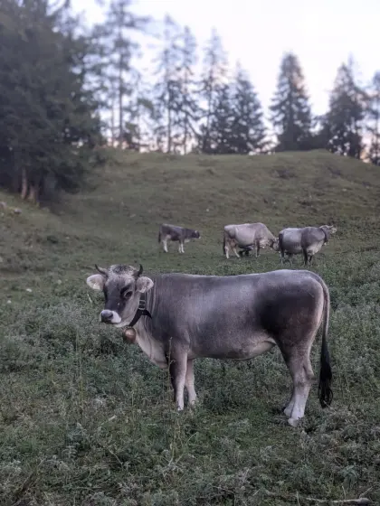 Tiroler Grauvieh Kalbin