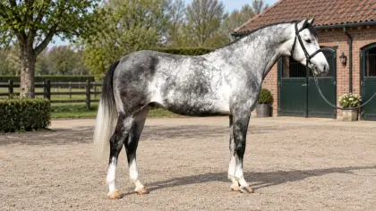 Ungarisches Warmblut, Wallach