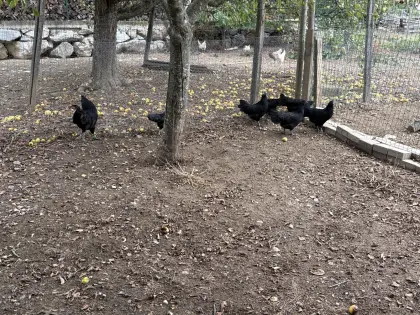 Ayam Cemani Bruteier