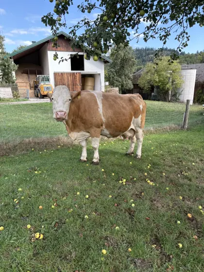 Suche Mutterkühe
