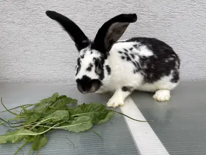 Männlicher Hase