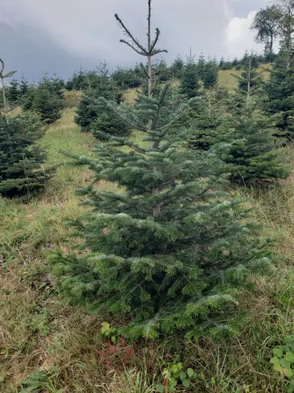 Christbäume, Nordmanntannen