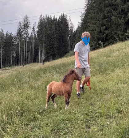 Amerikanische Miniaturpferdefohlen