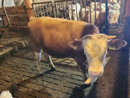 Bio-Fleckvieh-Stier, 12 Monate