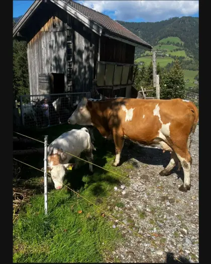Mutterkuh mit weiblichem WBB-Kalb zu verkaufen