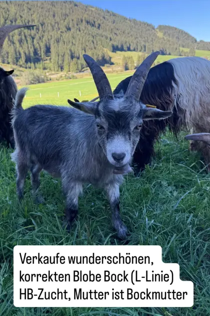 Blobe Ziegenbock, geb. 2026