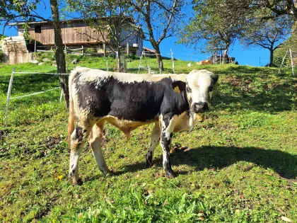 Wunderschöner PSS Stier